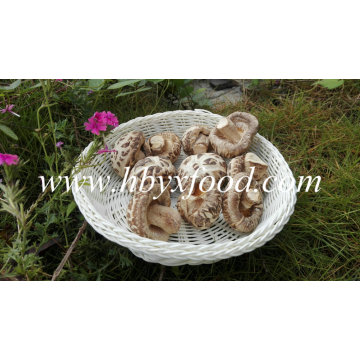 Dried Shiitake Mushroom Without Stem (white flower mushroom)